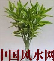 白城十二生肖养什么植物最旺财运？你知道吗！