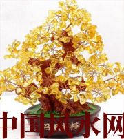 白城买了招财植物却不能发财，是方位摆错了！